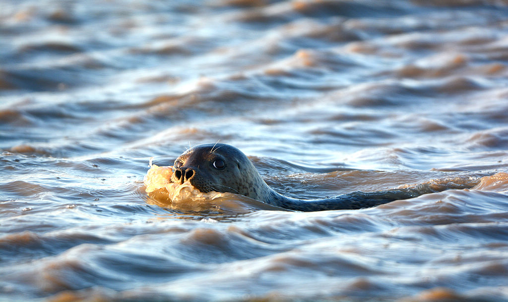 DSC_0925.jpg