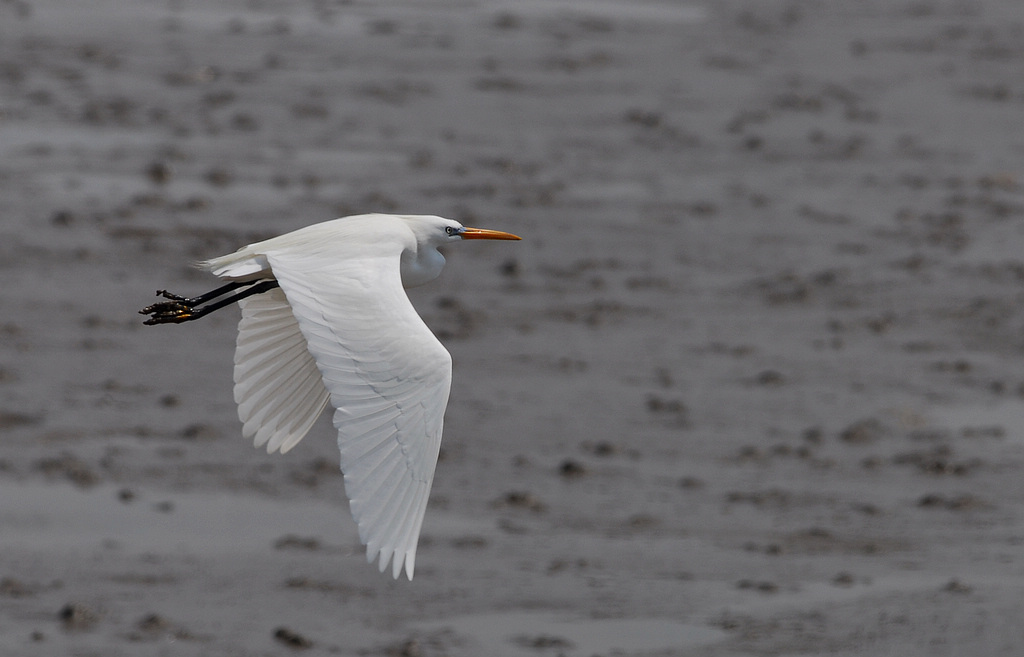 DSC_0048  2.jpg