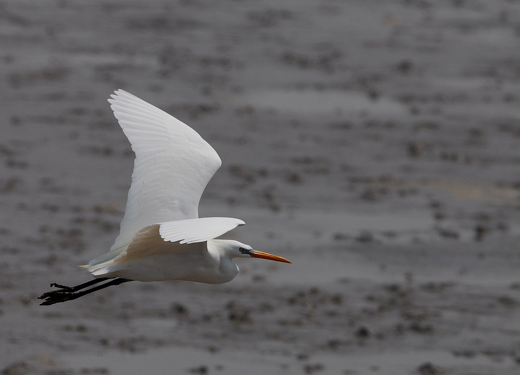 DSC_0051  3.jpg