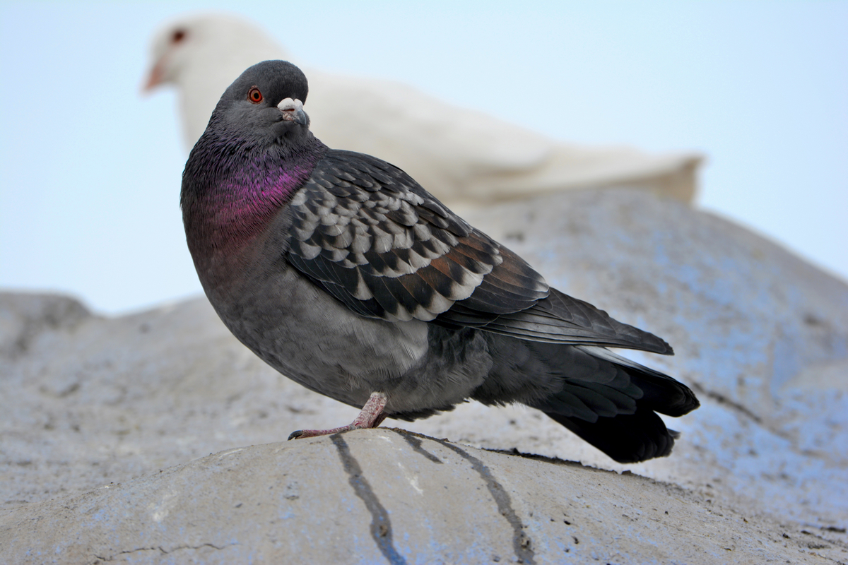 nEO_IMG_DSC_0096.jpg