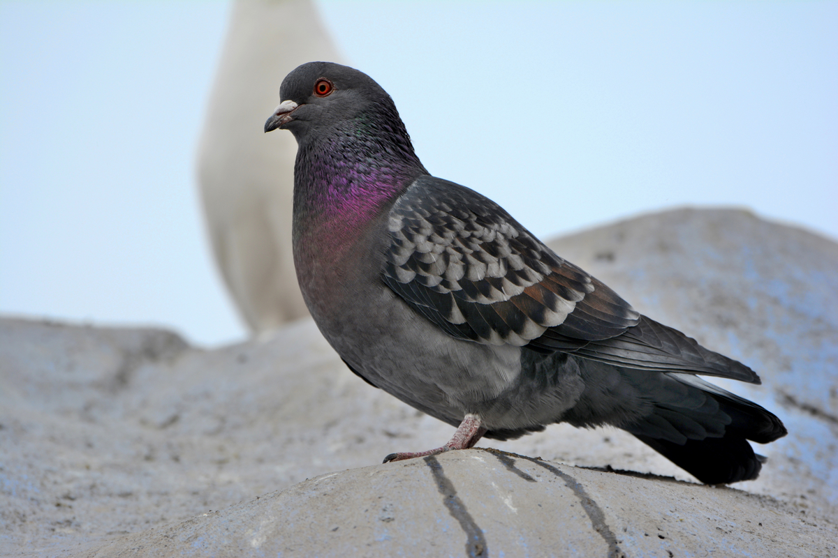 nEO_IMG_DSC_0098.jpg