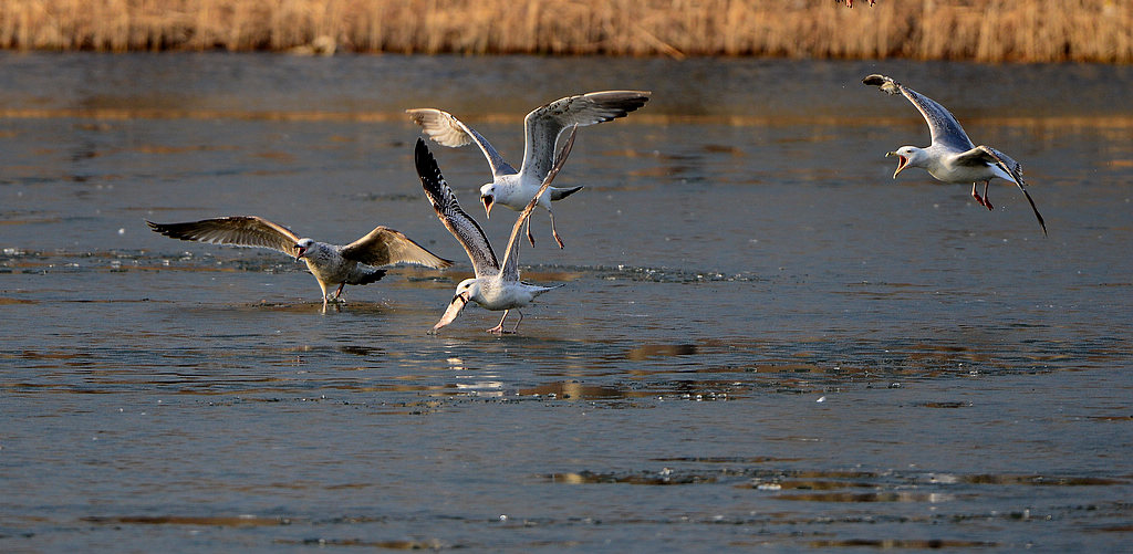 DSC_2264.jpg
