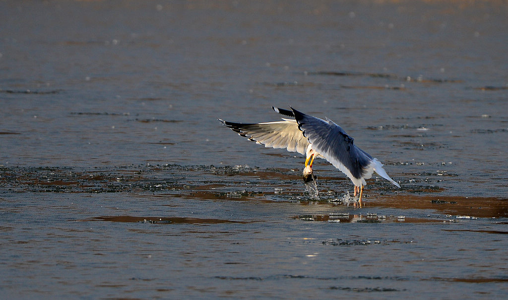 DSC_2790.jpg