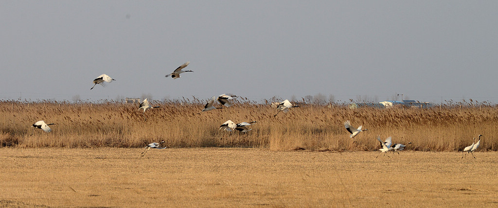 DSC_7385.jpg