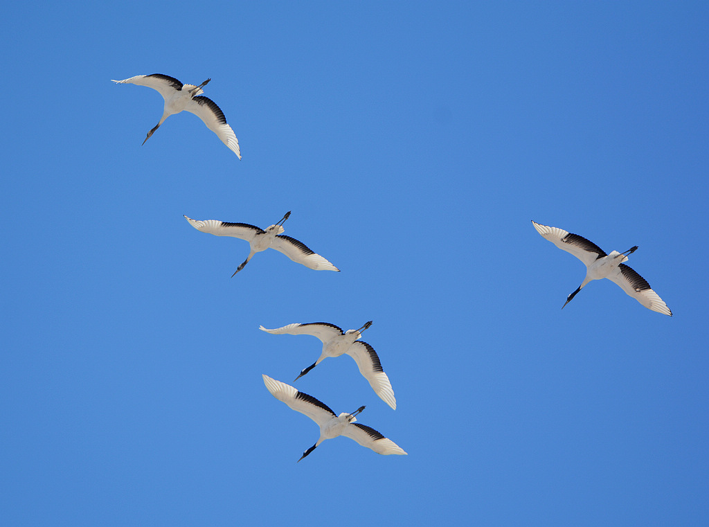 DSC_9434.jpg