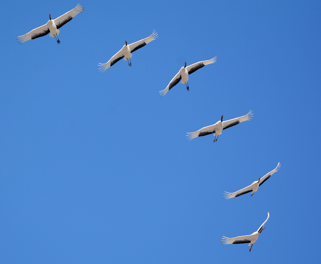DSC_9461.jpg