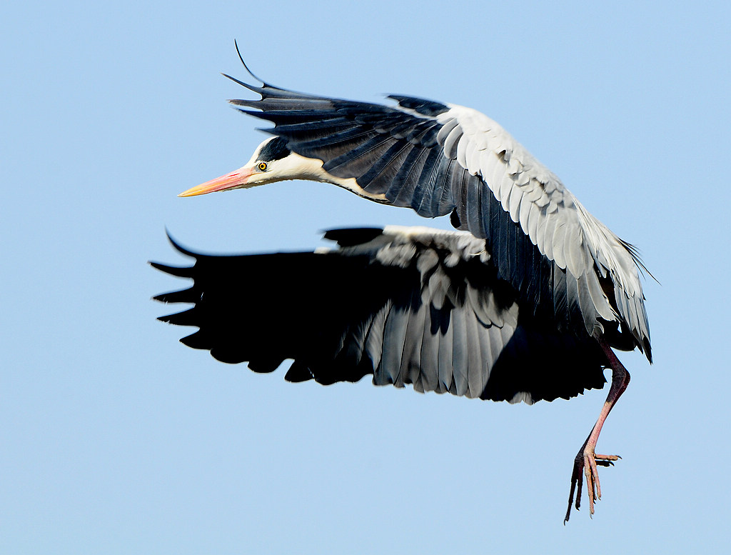 DSC_0463.jpg