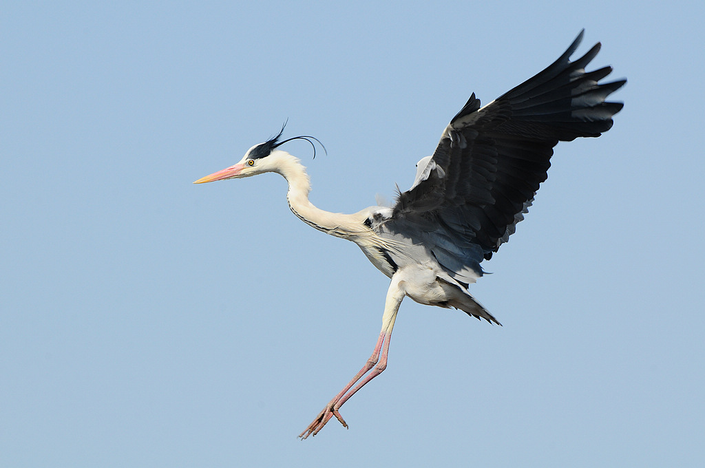 DSC_0462.jpg