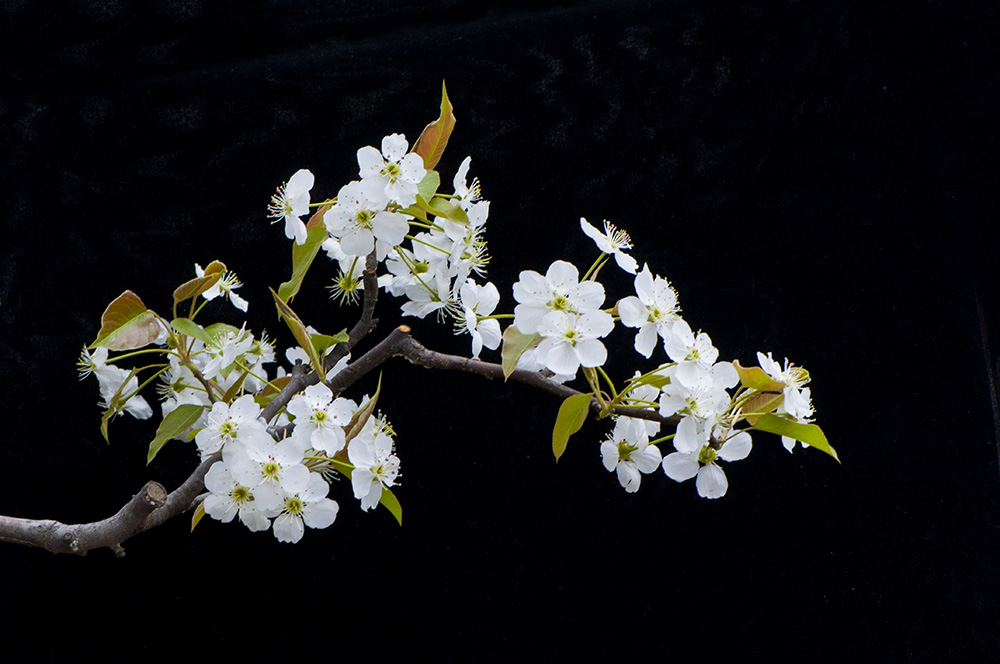 DSC_0230_1.jpg