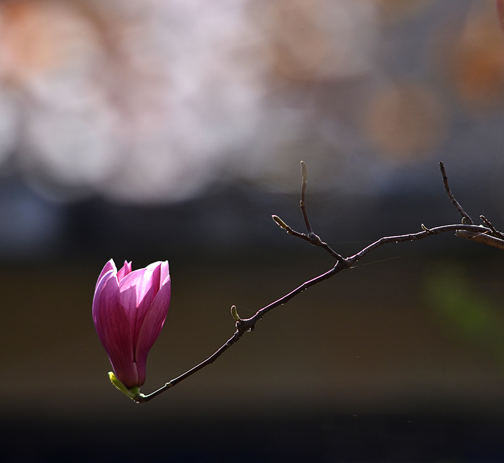 DSC_6629 .jpg