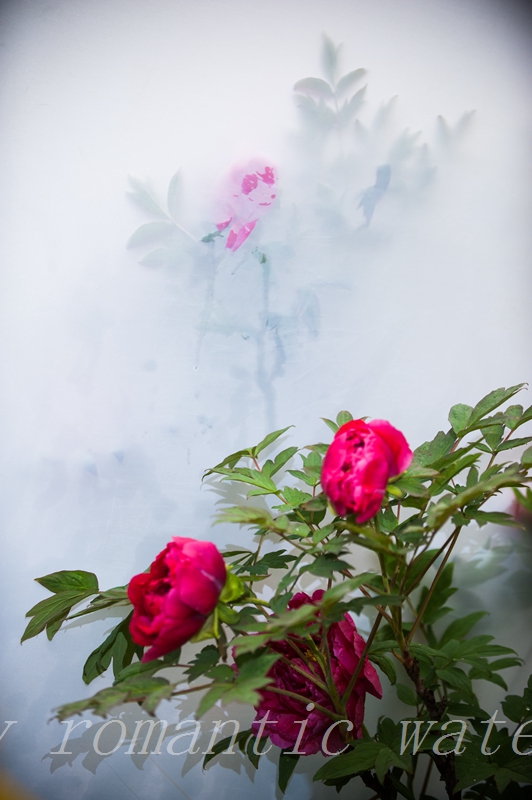 DSC_8638.jpg