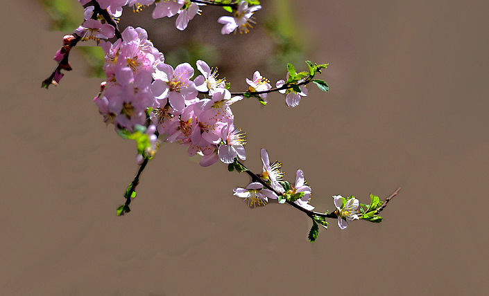 DSC_0419.jpg