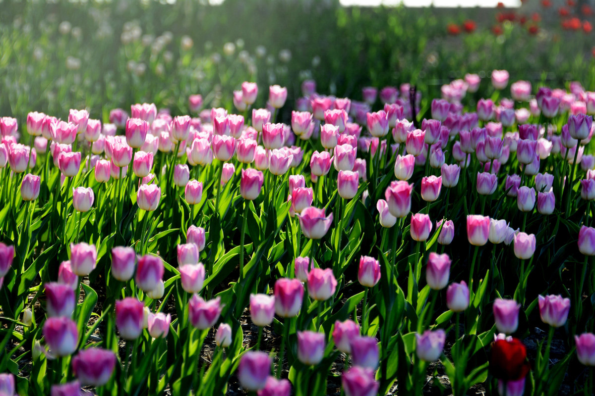 nEO_IMG__DSC1019.jpg