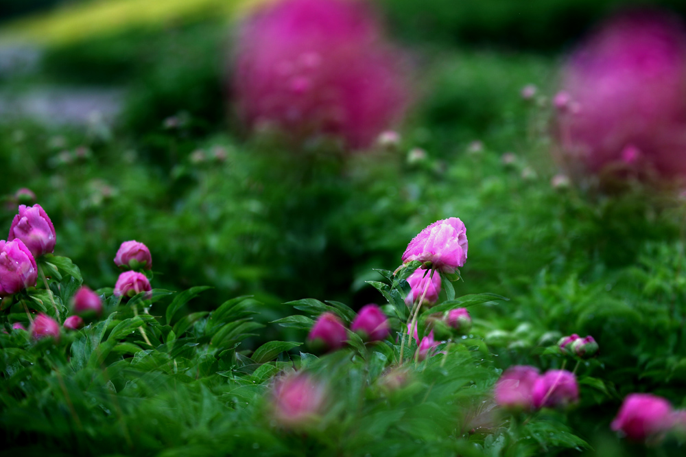7U2A0656.JPG