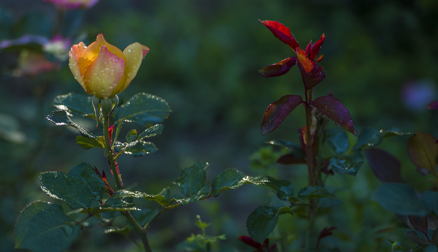 _DSC9270.JPG