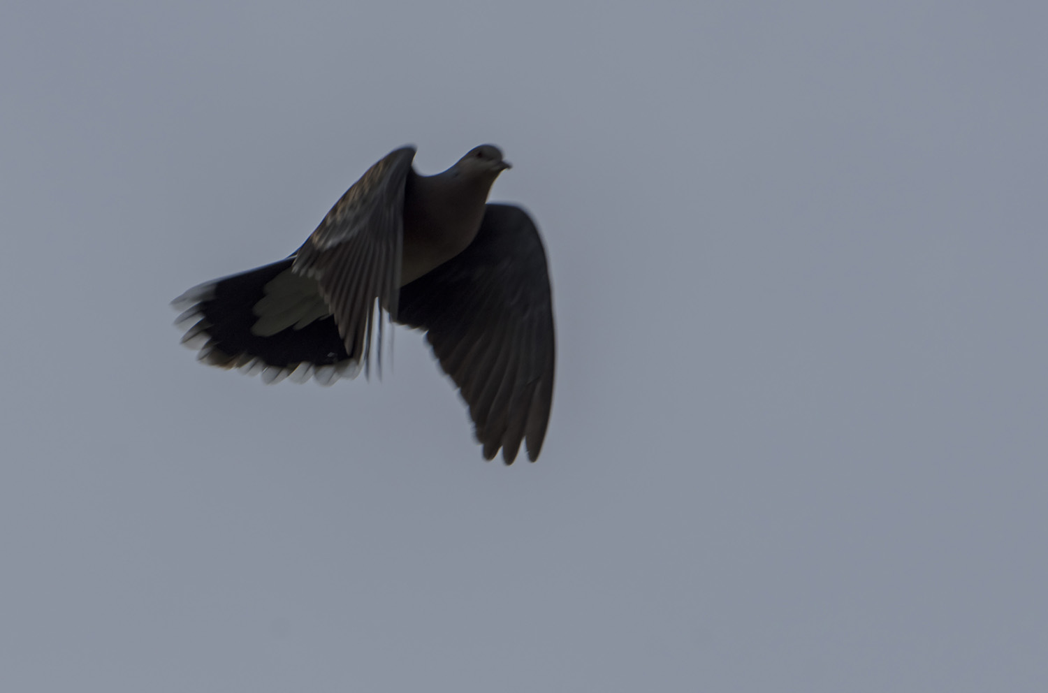 _DSC9655.JPG