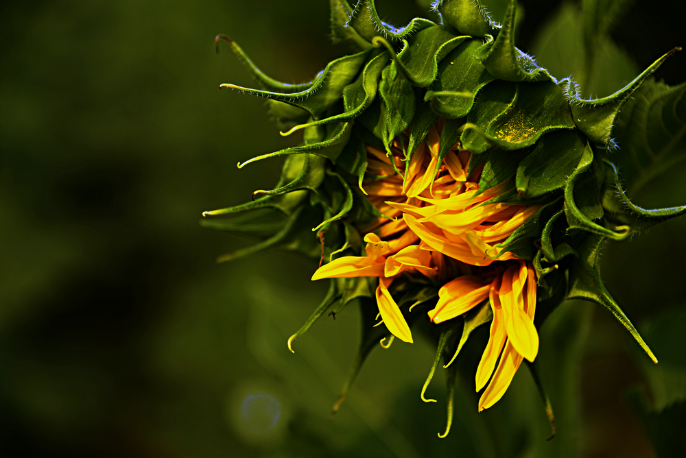 _DSC0071_.JPG