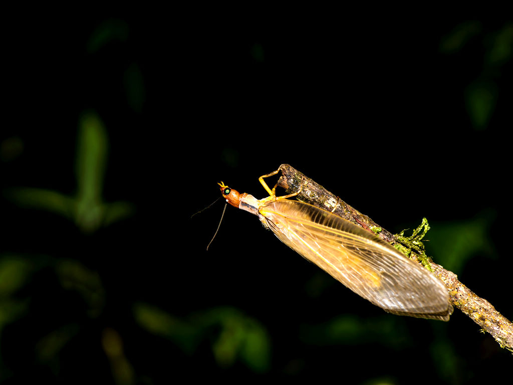 _DSC6562.jpg