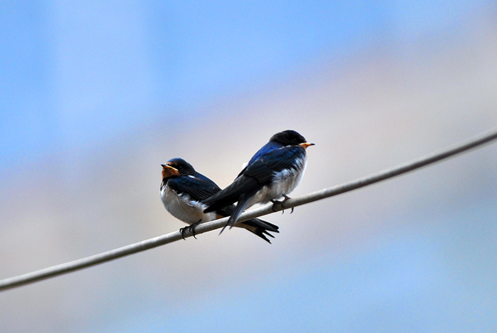 DSC_0076.JPG