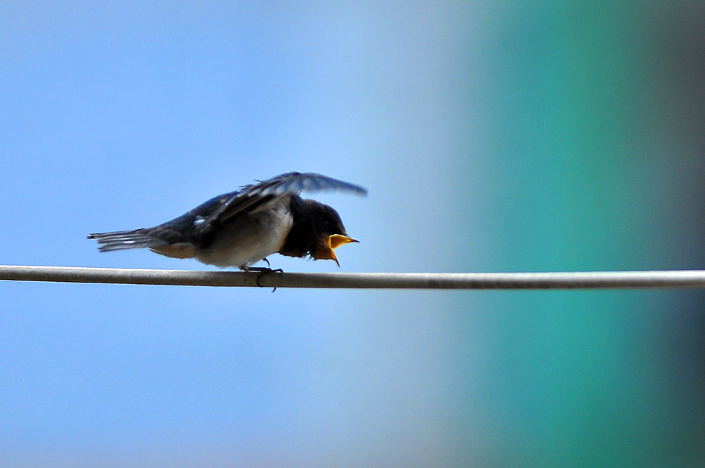 DSC_0118.JPG