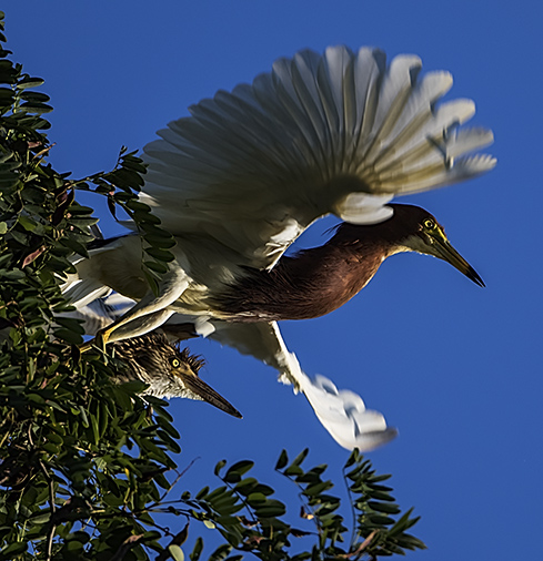 8L6A6548.jpg