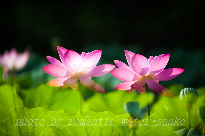 0_71842_5c24cf105b44e66.jpg