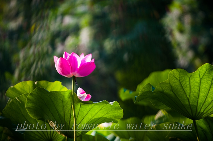 0_71842_a3242d6e37ba17d.jpg