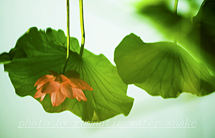 0_71842_a608726662a260f.jpg