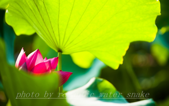 0_71842_d7b9a837139decc.jpg