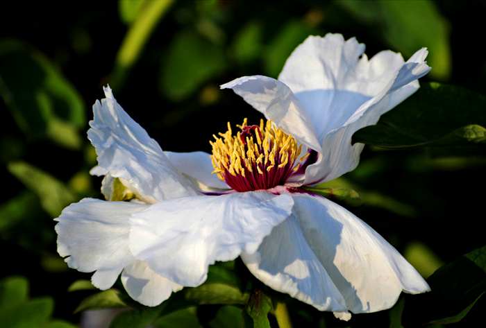 DSC_1791aax.jpg