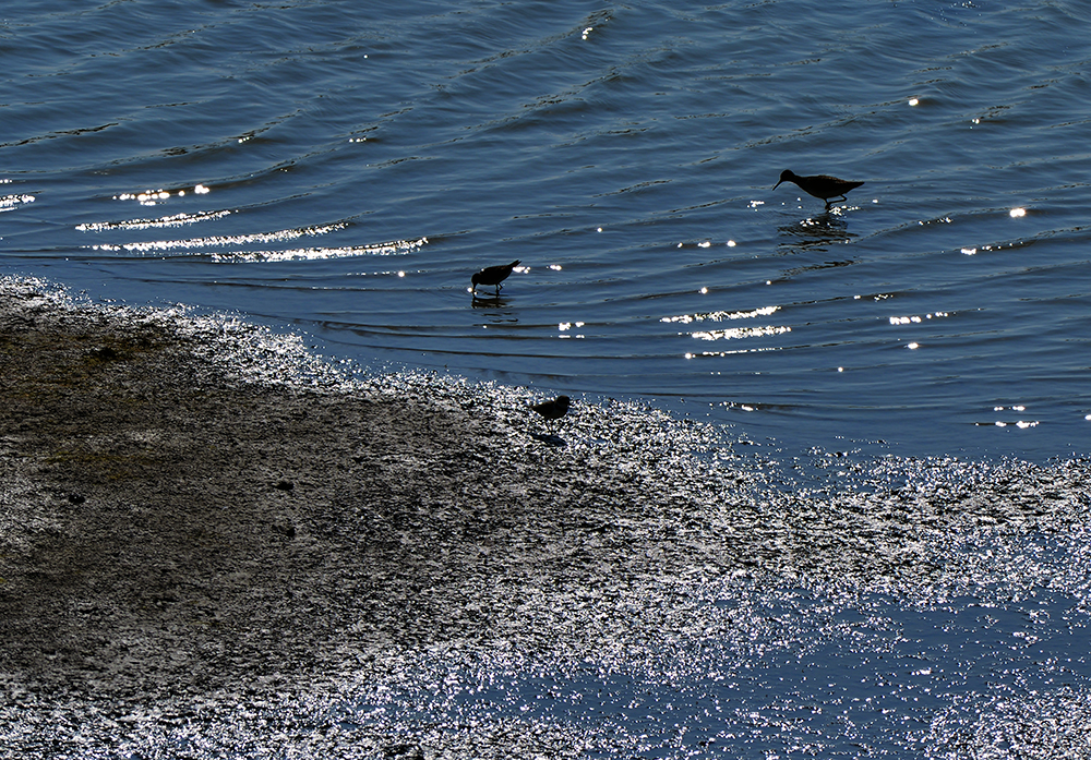 DSC_1315.JPG
