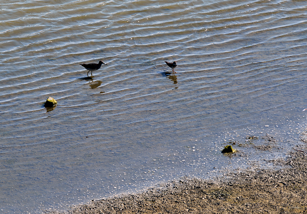 DSC_1275.JPG