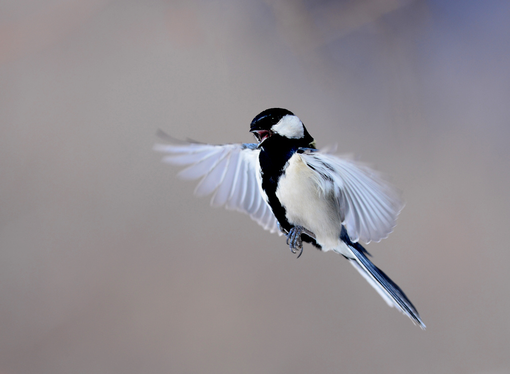 DSC_8565.jpg