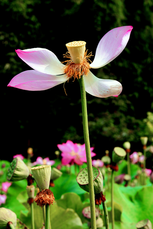DSC06470СƬ.jpg