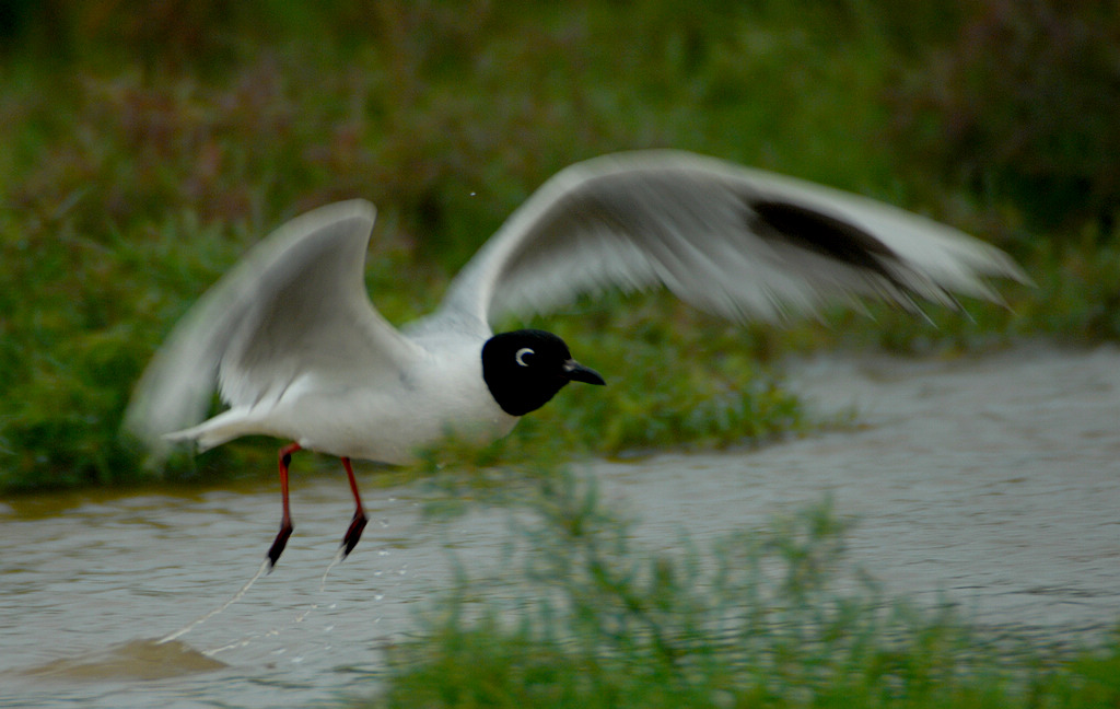 DSC_0173.jpg