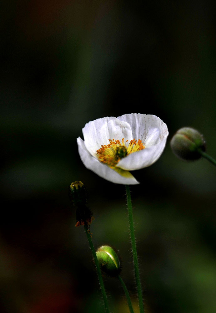 DSC_4629.JPG