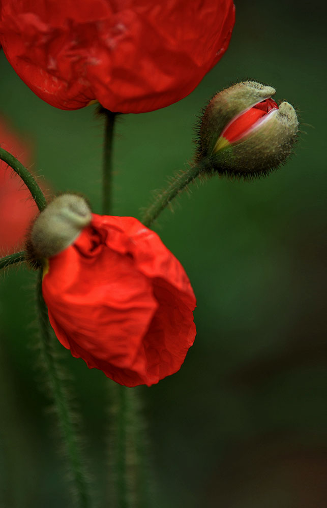 DSC_4696.JPG