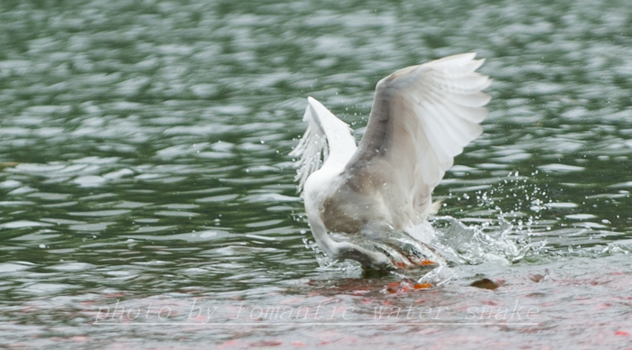 DSC_9624.jpg