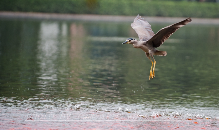 DSC_9539.jpg