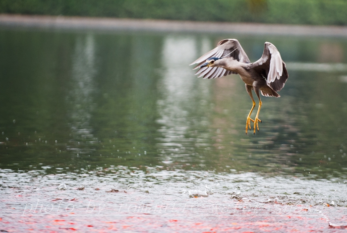 DSC_9540.jpg