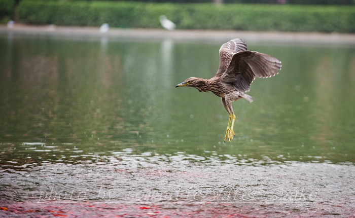 DSC_9549.jpg