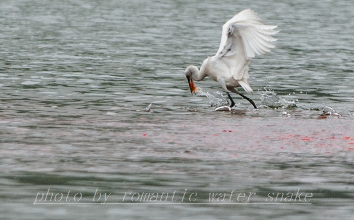 DSC_9601.jpg