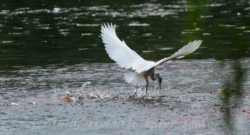 DSC_8549.jpg
