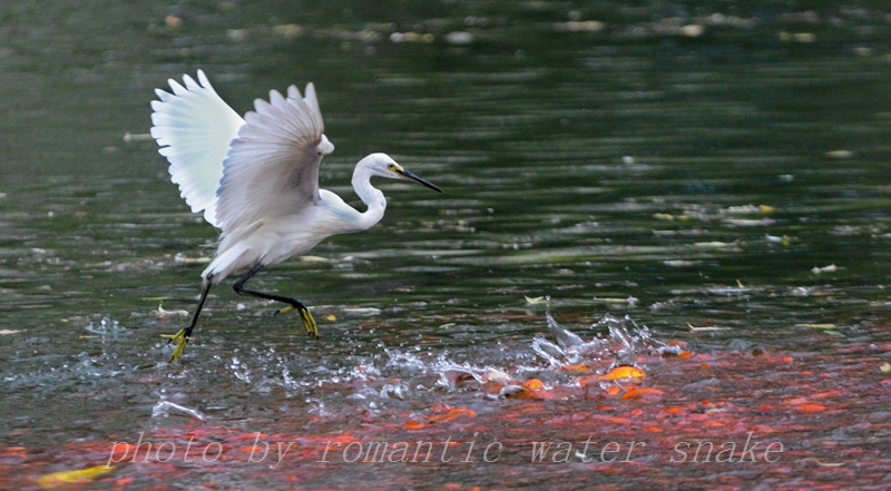 DSC_8573.jpg