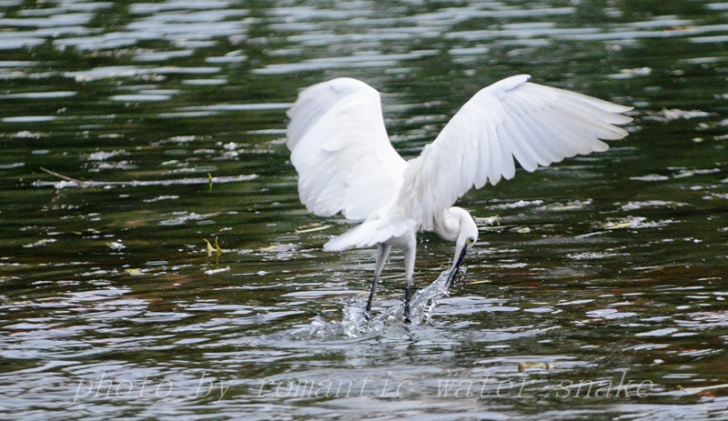 DSC_8596.jpg