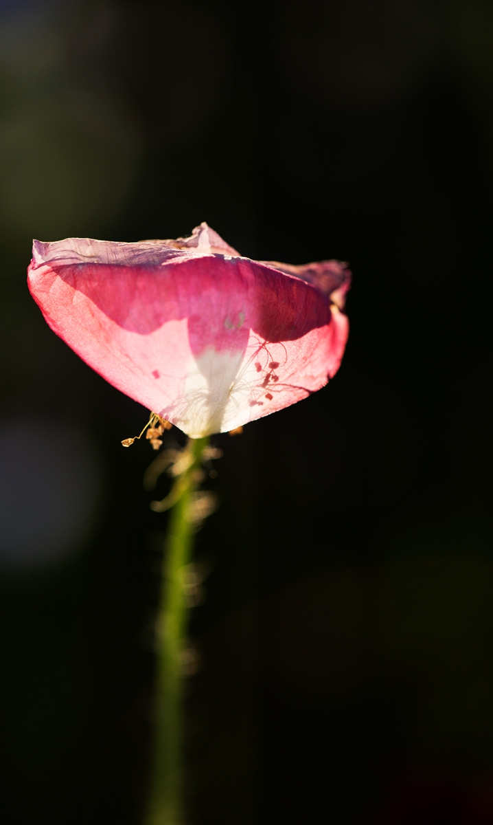 _U0A70481.jpg
