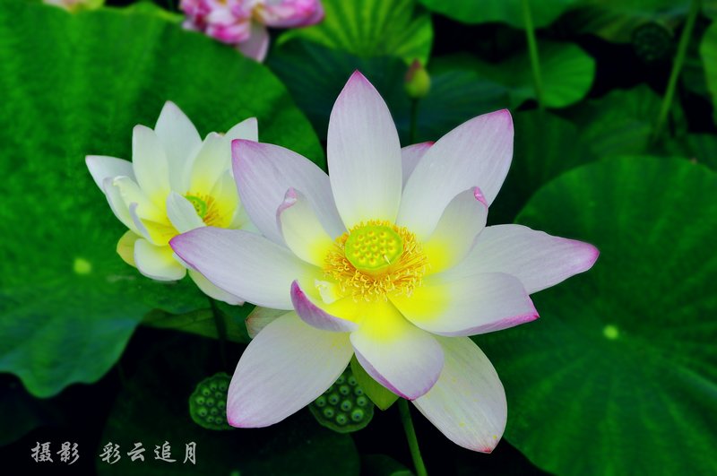 20150803Ӱ (36).jpg
