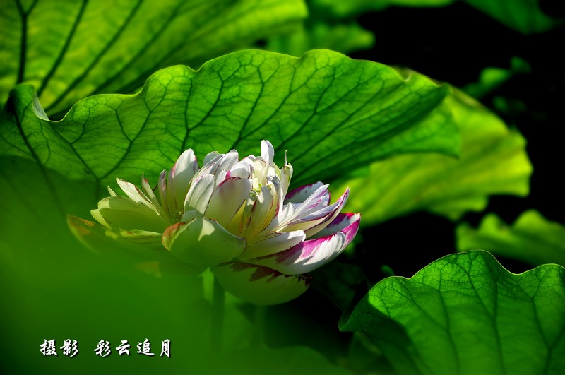 20150803Ӱ (22).jpg