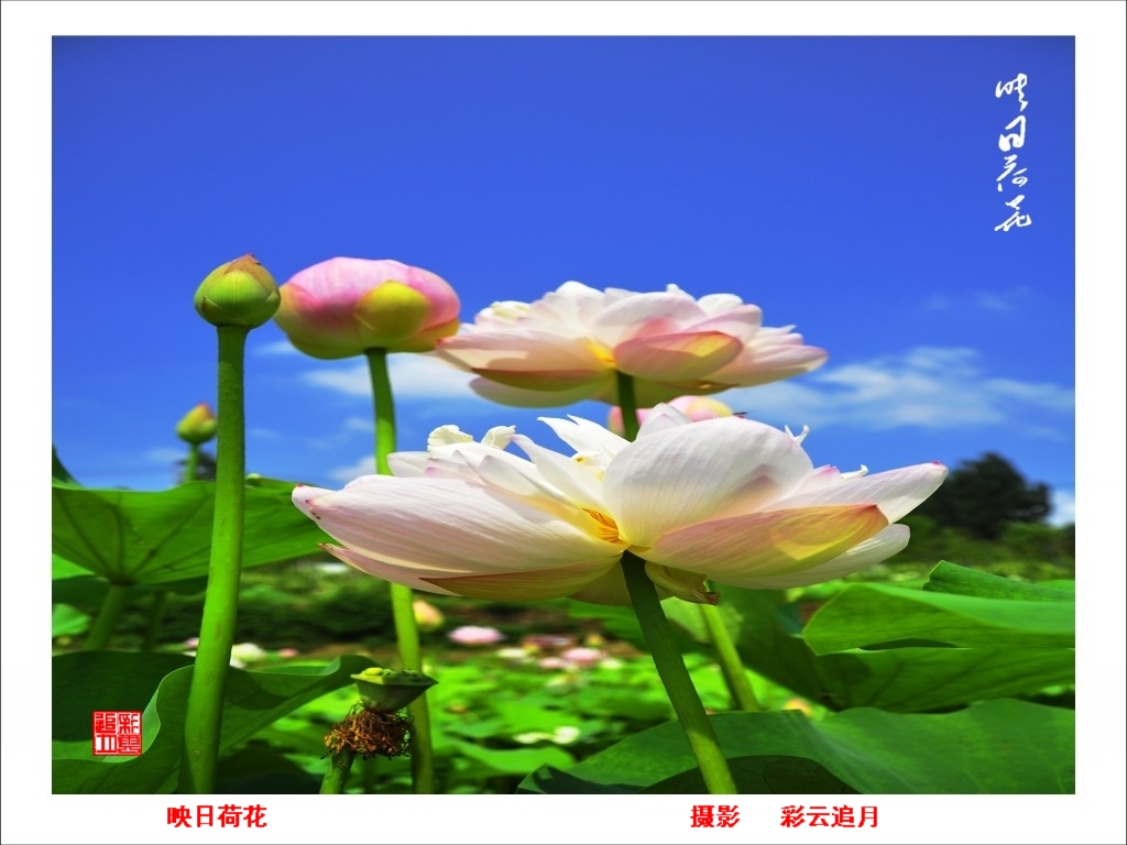 conew__dsc8075.jpg