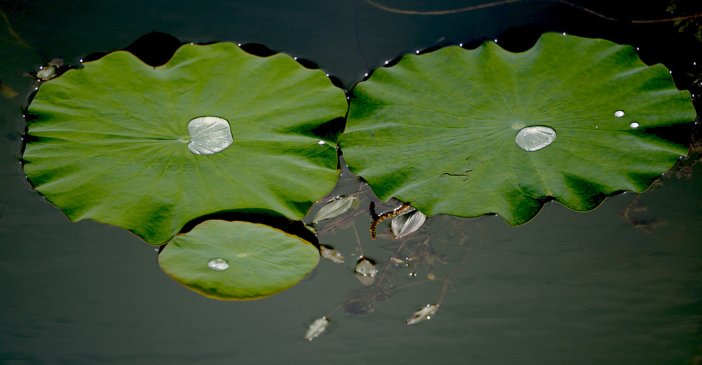 DSC_3795.jpg